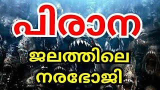 പിരാന മത്സ്യം | Piranha Fish | നരഭോജി | Piranha | Churulazhiyatha rahasya | piranha Malayalam