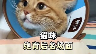 当猫咪发现被绝育后，猫:完了，我的快乐没有了！#猫咪绝育