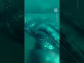 Diver Gets Slapped By Mama Whale After Getting Too Close 🐋