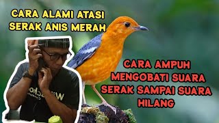 Cara Ampuh Mengobati Serak Sampai Suara Hilang Pada Punglor Anis Merah Dengan Ramuan Herbal - IPM