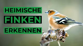 Heimische Finken und ihre Rufe erkennen