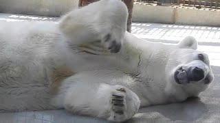 しろくまピースが起きる直前の可愛すぎる様子♡とべ動物園にて