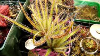 Drosera regia ~ The King Sundew, Carnivorous Plant