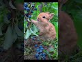 ブルーベリーを食べるウサギちゃん　 うさぎ おもしろ動画 ブルーベリー shorts 癒し かわいい ペット