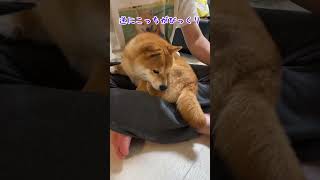 自分のオナラにびっくりしちゃう豆柴が可愛い #豆柴 #柴犬#shibainu