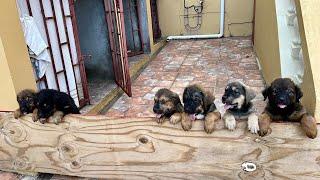 Rottweiler \u0026 Bull Mastiff Mix Pups Last Few Days With Us