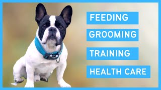 French bulldog 101 - Feeding, Grooming, Training, Exercise & Health care