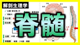 【解剖生理学（神経系）】脊髄：リメイクver.