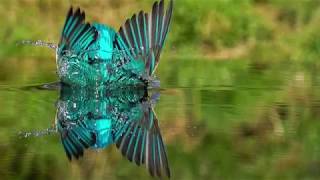 Kingfisher Fishing