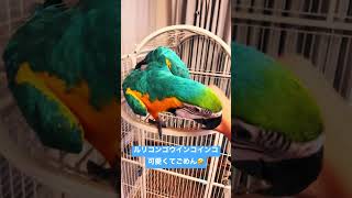 【ルリコンゴウインコ】ショート動画 #shorts #ルリコンゴウインコ #インコ #コンゴウインコ #macaw #bird #鳥 #可愛くてごめん  #bird