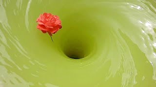 Whirlpool experiment with Flowers. Water vortex. Whirlpool.