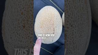 How To Tell If A Cantaloupe Is Ripe! Garden Tips!