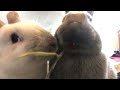 bunnies chewing lettuce and hay