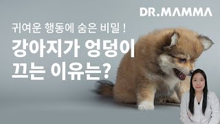 귀여운 행동 속 비밀! 강아지 엉덩이 끌기 이유 5가지는?