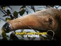 Giants and Pygmies of Nature | South America's Weirdest | हिंदी | Full Episode | S1 - E2 | Nat Geo