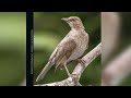 guía sonora de aves alto san miguel turdus ignobilis mayo