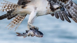 Nikon D850 - Sony A9 - Best Bird Photography Day to Date - Incredible Osprey Close-ups