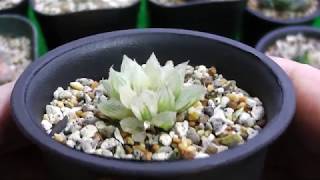 【多肉植物】180829ハオルチア斑入り実生苗！２　Haworthia succulents ビザールプランツ