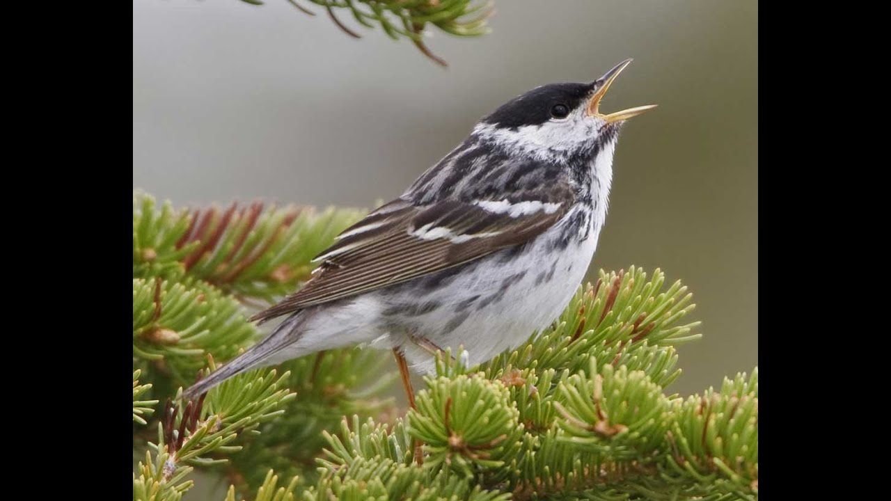 Amazing Migration: Blackpoll Warbler - YouTube