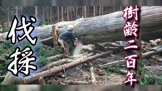 紀北町の山林で！樹齢200年の杉を伐採する山師さん達のお仕事！