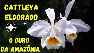 Cattleya eldorado - O OURO DA AMAZÔNIA