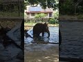 elephant dance and bath