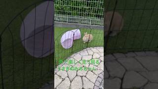 外で走り回るうさぎ🐰