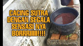 MANFAAT CACING SUTRA BUAT IKAN MASKOKI !!!