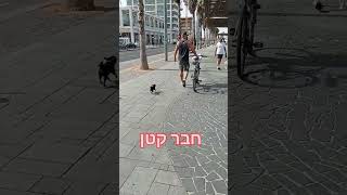 מדוע אנשים מחזיקים  כלבים