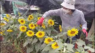 向日葵(Helianthus annuus)太陽花(Sun flower）