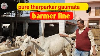 🙏🙏 pure tharparkar gaumata | desi cow | tharparkar | dadadolhadairyfarm