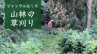 ２ヶ月ぶりに山に来たらジャングルになっていた！夏の草刈り作業