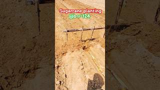 Sugarcane planting #shortvideo #shortfeed