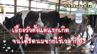 เลี้ยงวัวนานกี่ปีถึงจะรีดนมขายได้|วริศฟาร์ม ep.22