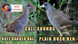 Huni ng tikling plain bush hen and buff banded rail call sound