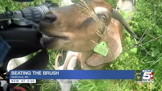 Goats employed to take care of overgrown properties