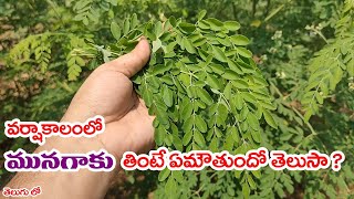 వర్షాకాలంలో మునగాకు తింటే ఏమౌతుందో తెలుసా ? || Real Facts About Moringa Leaves