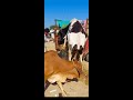 huge cow awesome bike unloading risky style from loader.msa cattle life