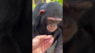 Baby Chimpanzee finds a baby Lizard! #monkey #animals #chimp #shorts