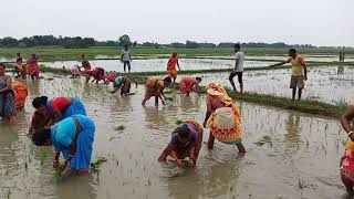 Jeevan Bikas Samaj,Gauriganj Branch conducted 16th paddy Day