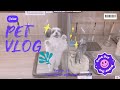 Our Dogs Get Pampered + Cute Puppy/ Kitty Window Shopping