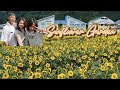 A Day of exploring Sunflower fields in Takayama | Best Beautiful Places to Visit in Japan