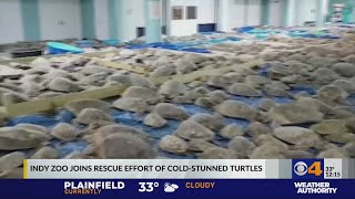 Indy Zoo joins rescue effort of cold-stunned turtles