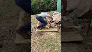 新西兰剪羊毛 sheep shearing 3