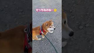 【柴犬リク君🐕️】ロウバイよりおやつなんだね🍖🧀🍩#dog #柴犬#pets #かわいい#犬のいる暮らし #shorts