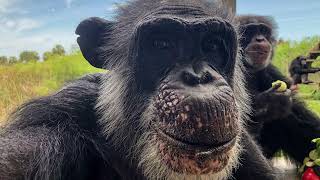 Meet Boy - Save the Chimps