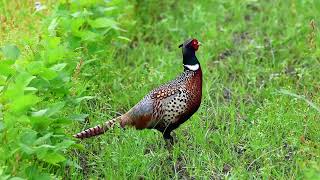 環頸雉 Ring-necked Pheasant