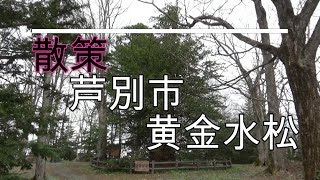 散策　芦別市　黄金水松