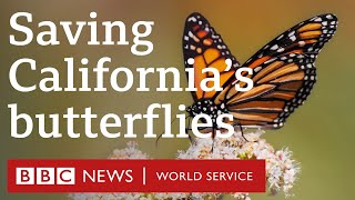 The return of California's butterflies - People Fixing the World, BBC World Service