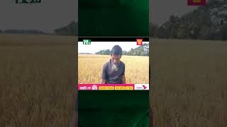 নেত্রকোনা কৃষকের কপালে চিন্তার ভাঁজ #shorts #shortvideo #newsupdate